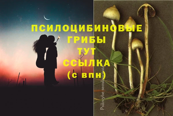 ПСИЛОЦИБИНОВЫЕ ГРИБЫ Верея